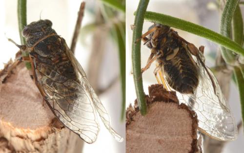 Tettigettula pygmea